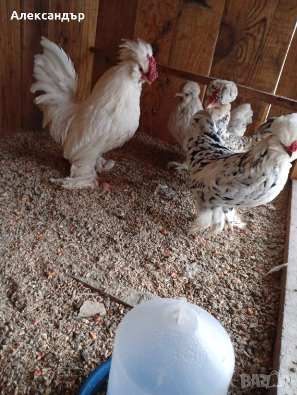 Струмски Бантам, снимка 1