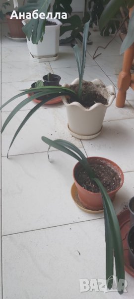 Цвете Кливия, снимка 1