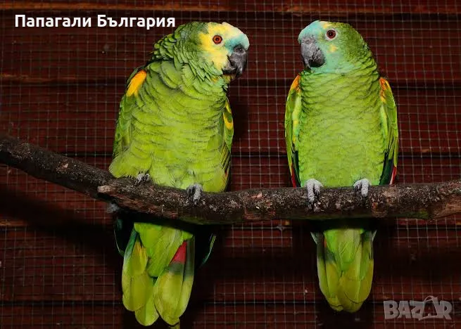 Синьочела Амазона, снимка 1