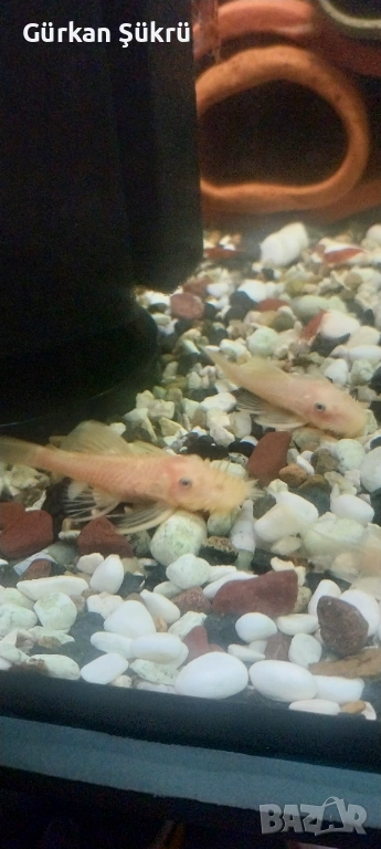 рибки, снимка 1