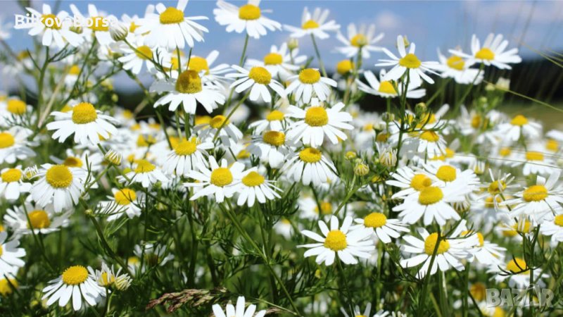 Лайка, снимка 1