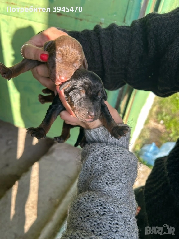 Малки добермани, снимка 1