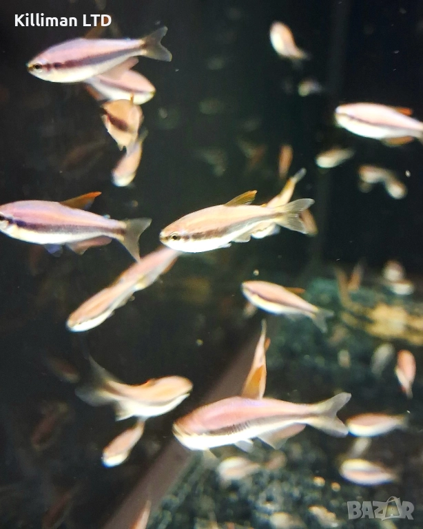 Кери, 20+ Х 1.50 лв, снимка 1