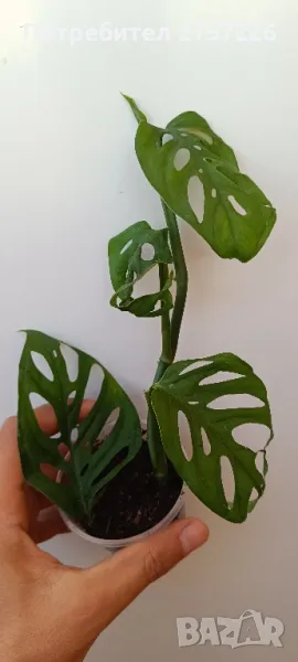 Monstera laniata, снимка 1