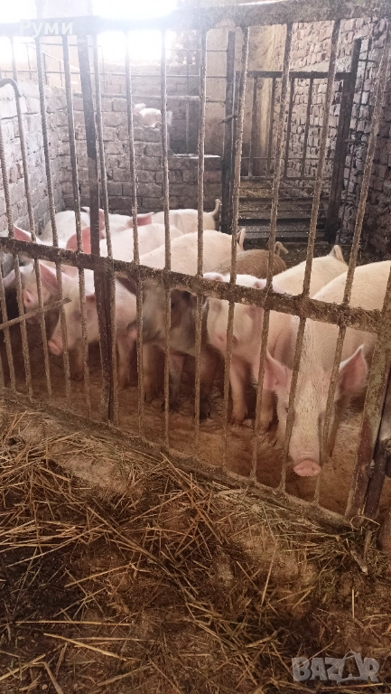 Продавам прасенца, снимка 1