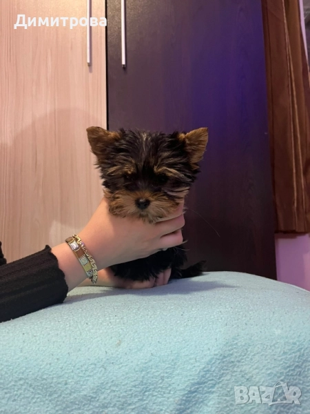 Мини йорки, йоркширски териер момченце, снимка 1