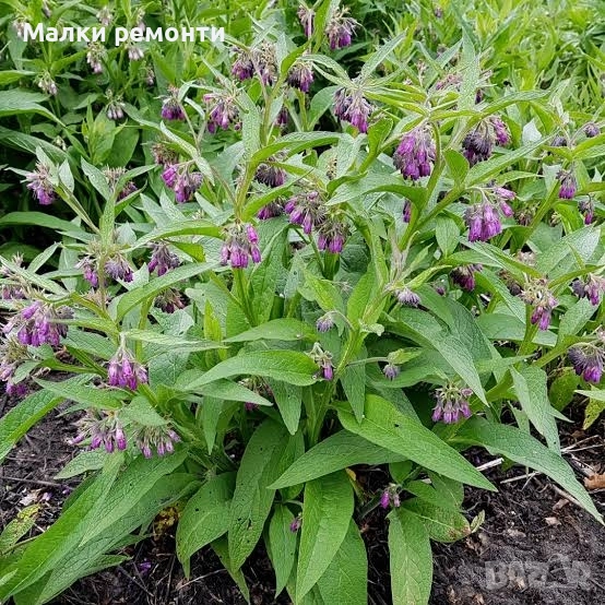 Черен Оман , снимка 1