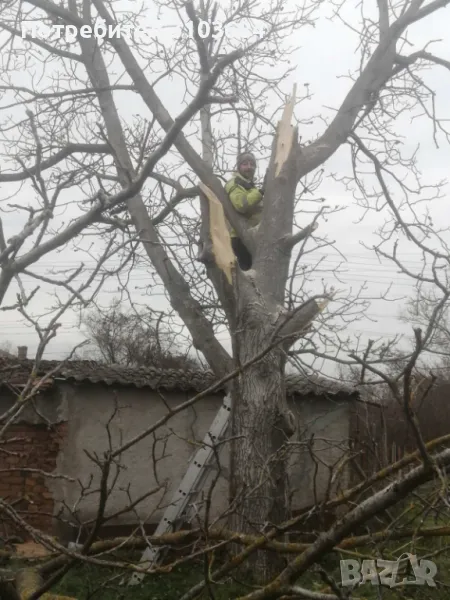 Рязане на опасни дървета , снимка 1