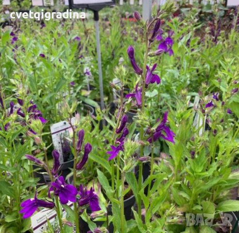 Lobelia speciosa Fan Blue , снимка 3 - Градински цветя и растения - 37093511