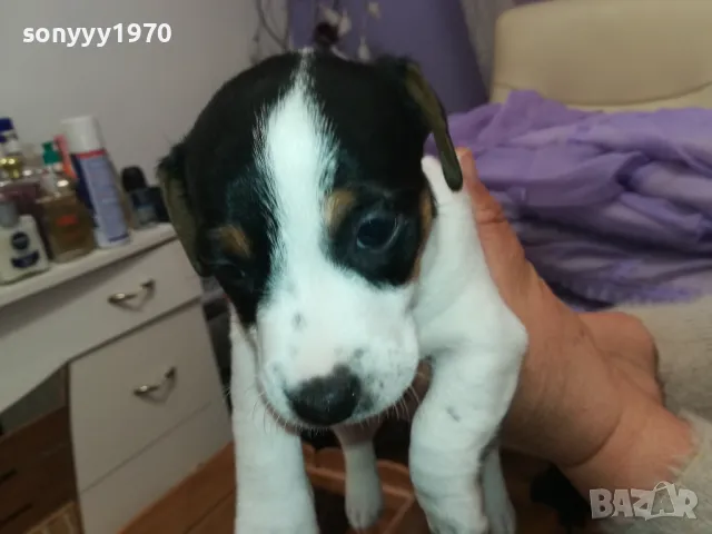 ДЖАК РЪСЕЛ БЕБЕТА-ПРОДАВАМЕ-РОДЕНИ 19/12/24г 2801250614, снимка 12 - Джак ръсел териер - 48857182