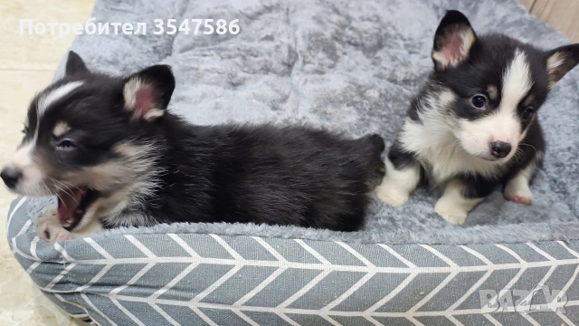Трицветни кученца Уелско корги пембрук, снимка 17 - Други - 53220591
