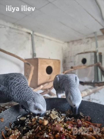  двойка кралско жако , снимка 1