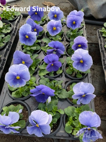 Теменужки с едри цветове, снимка 7 - Градински цветя и растения - 53468468