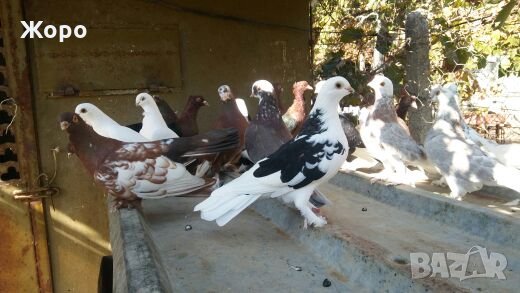 Типлери, снимка 9 - Гълъби - 20334809