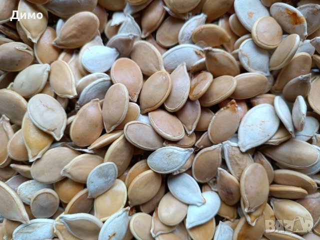 Тиквени семки за садене, снимка 2 - Сортови семена и луковици - 39804871