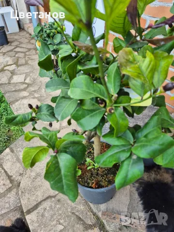 ЛИМОН ЛУНАРИО - 4 сезона, снимка 5 - Стайни растения - 50250754