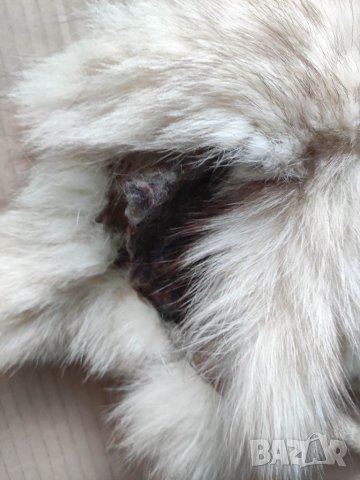 Продавам кожа от полярна 🦊, снимка 4 - Други ценни предмети - 32996137