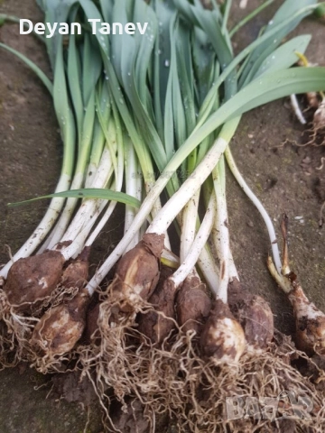 Луковици кокичета, 10 бр/5 лв. ми