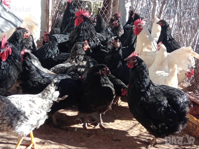 Разплодни яйца и пиленца от Легхорн, Легбар, Австралорп черен, син, Бял , снимка 16 - Кокошки и пуйки - 43887227