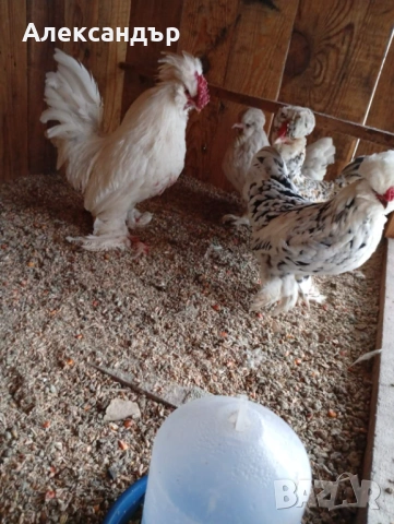 Струмски Бантам