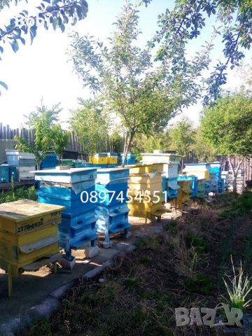 Пчелни майки Отводки малки пчелни семейства, снимка 12 - Други животни - 40285876