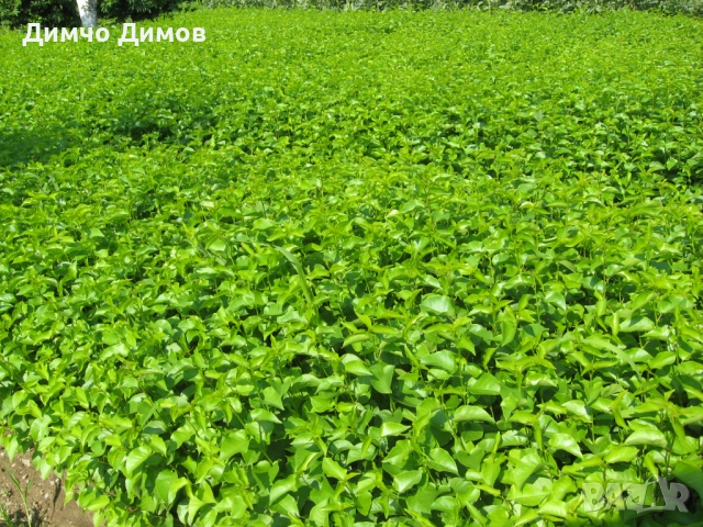 Продавам подложки махалебка и джанка, снимка 2 - Сортови семена и луковици - 52732245