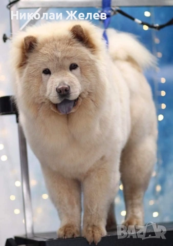 Кученца чау чау родени на 17.10, снимка 4 - Други - 52359629