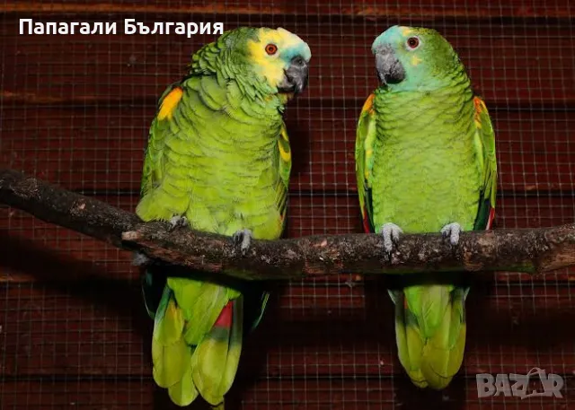 Синьочела Амазона