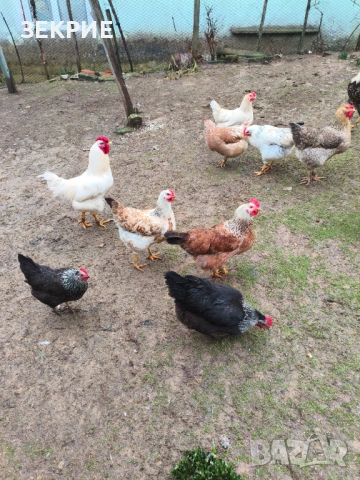 Продавам Оплодени Домашни Яйца , снимка 4 - Кокошки и пуйки - 53456186