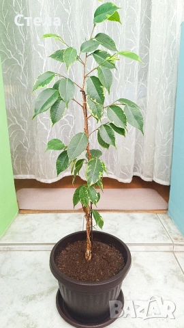 Шефлера, Бенджамин, Епипремнум, Хлорофитум и Бегония , снимка 11 - Стайни растения - 51788170