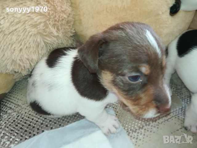 ПРОДАВАМЕ КУЧЕНЦЕ-ДЖАК РЪСЕЛ 1409251746