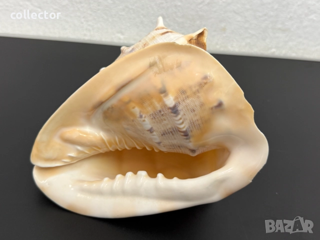 Гигантска морска раковина. №7779, снимка 6 - Други ценни предмети - 52876893