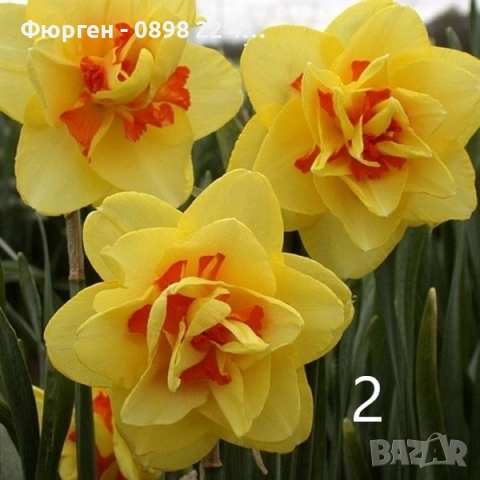 Луковици на Нарцис, снимка 2 - Разсади - 51459212