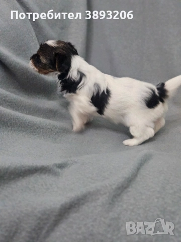 йоркширски териер-бивер, снимка 3 - Йоркширски териер - 52805290