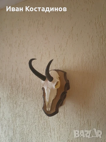 Ловен трофей от Дива коза , снимка 2 - Други - 51001488