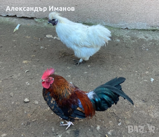 Петли, снимка 2 - други­ - 52776314