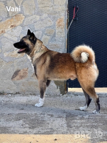 Мъжка Америкаска акита , снимка 2 - Акита - 51826673