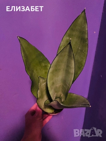 Сансивиера