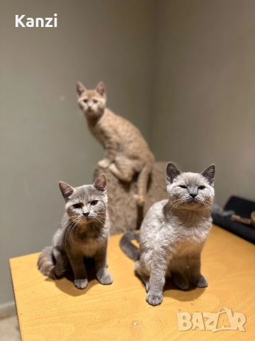 Британски British Blue Point, снимка 2 - Британска късокосместа - 52353233