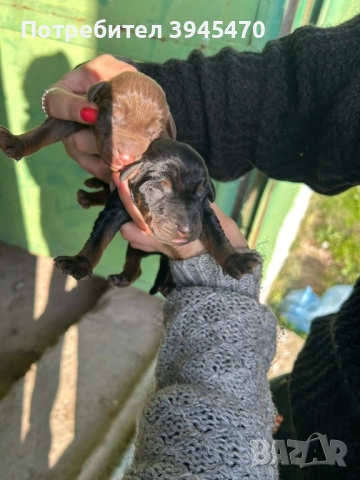 Малки добермани