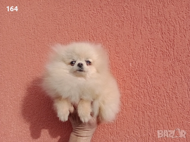 Мини Померан. Миниатюрно момиче. Реални снимки от 17.12.25 г, снимка 6 - Померан - 52725199