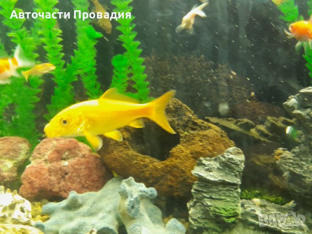 Японски шаран КОИ, златни рибки Шубинкин за езеро и аквариум, снимка 2 - Рибки - 37443844