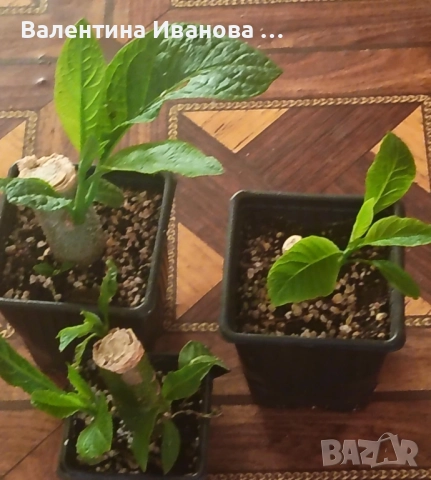 комплект 4бр ангелски тромпет , снимка 9 - Разсади - 52380470