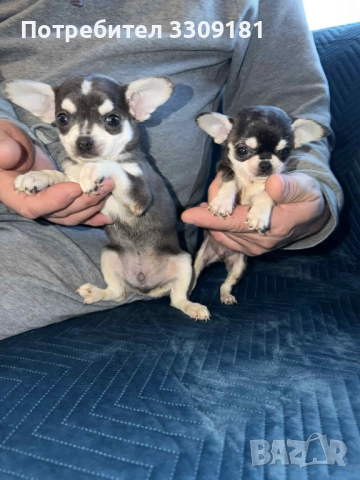 Чихуахуа , снимка 5 - Чихуахуа - 52931527