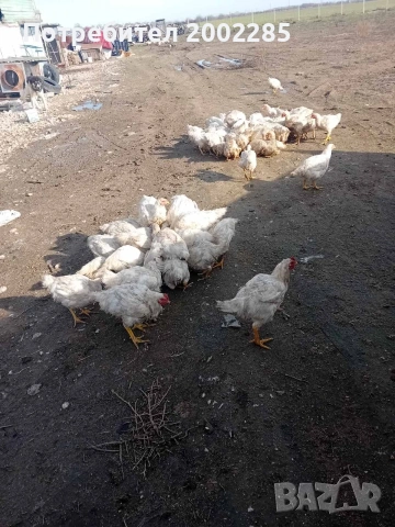пилета росс 308 бройлери, снимка 2 - Кокошки и пуйки - 53267753