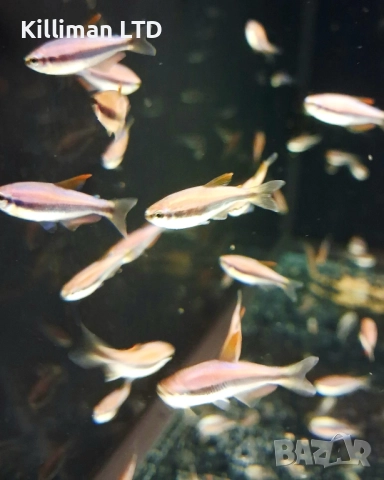 Кери, 20+ Х 1.50 лв