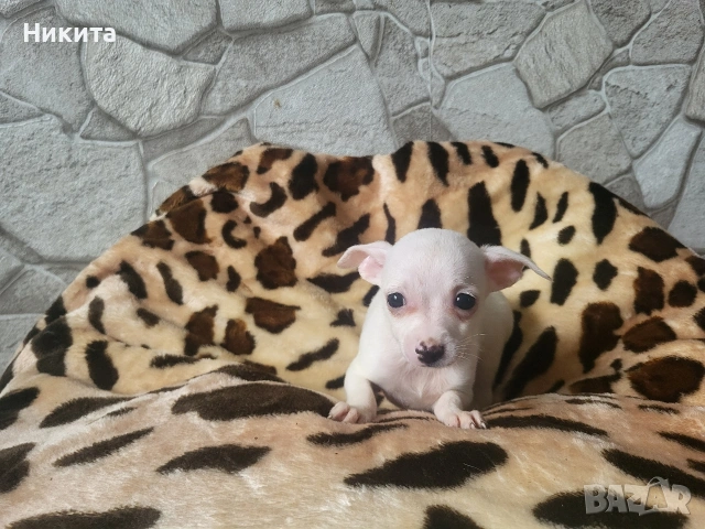 чихупинчер