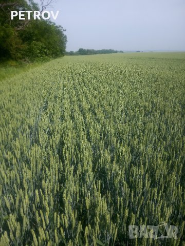 Купувам земеделска земя село полски Градец ..маца .ковачево, снимка 1