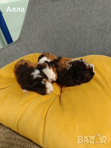 Морски свинчета альпако и розетка , снимка 4 - Морски свинчета - 52528070