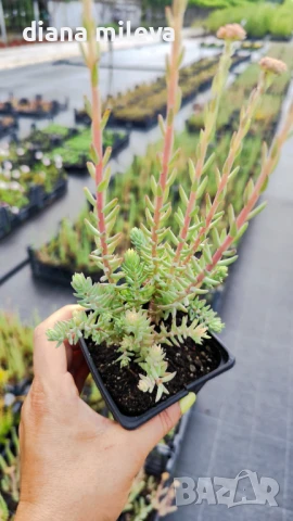Седум „Син Смърч“, Sedum „Blue Spruce“, снимка 17 - Градински цветя и растения - 50843696